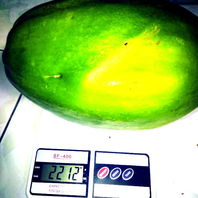 

pepaya muda jumbo 2200 grm