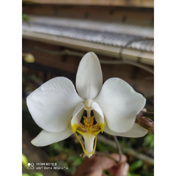 anggrek bulan amabilis rawatan dewasa/spike/knop