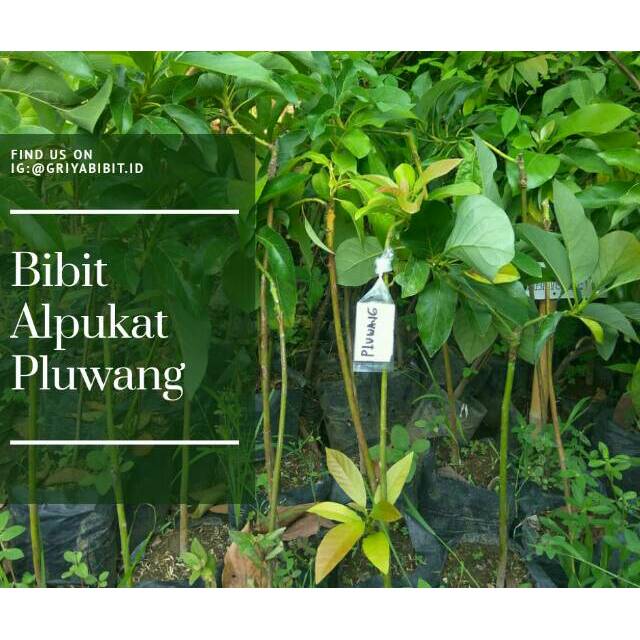 Bibit alpukat murah unggul, alpukat pluwang unggul, alpukat pluwang cepat berbuah