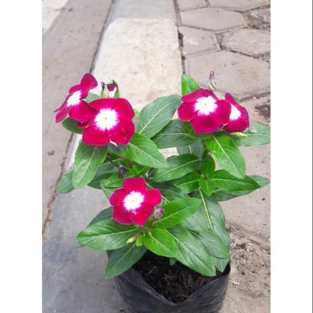 Tanaman Bunga Vinca + Pot