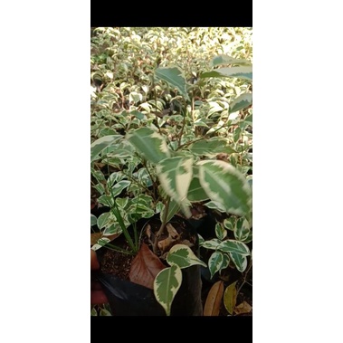 Bahan Bonsai Beringin Varigata // Bibit Beringin Putih Varigata // Tanaman Ringin Putih // Fikus