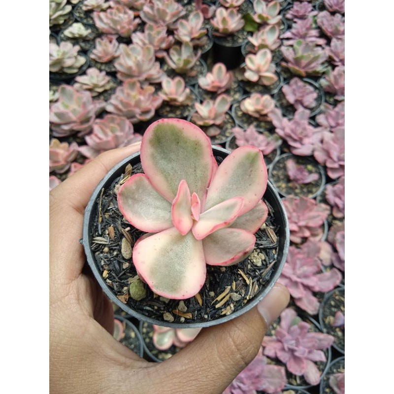 Echeveria Zoro Variegated