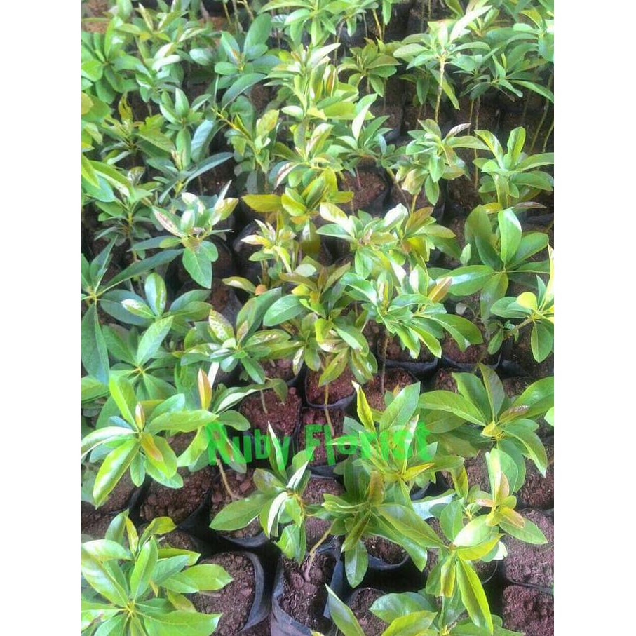 BIBIT BUAH BIBIT ALPUKAT TANPA BIJI