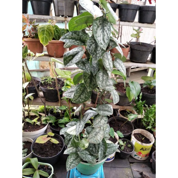 SIRIH GADING /SIRIH MERAH