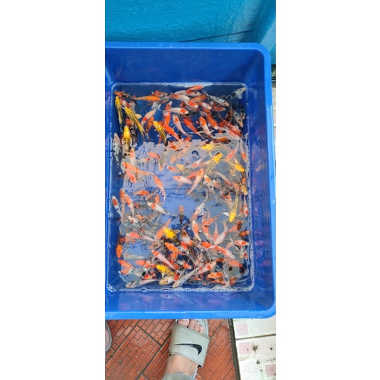 ikan koi bibit 7-8cm blitar