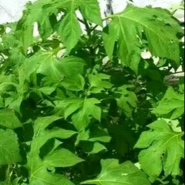 

Daun insulin segar 500 gram