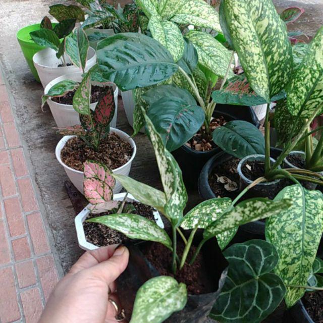 Aglonema Snow White-beras Tumpah