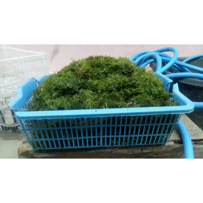 

java moss lepeng(clump