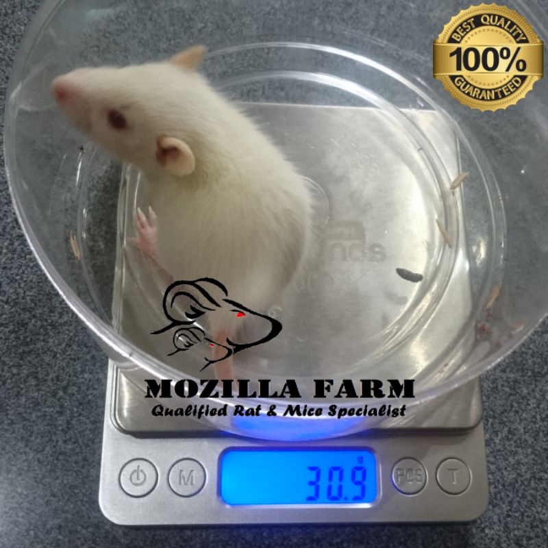 Tikus Putih Rat Size Small ( 31-55 Gram )