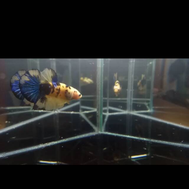 Cupang koi yellow galaxy (bukan pancy,bluerim,nemo,avatar)