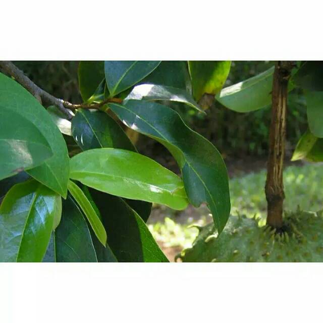 paket Bibit kembang kantil ungu