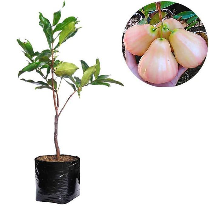 Bibit Jambu Air King Rose
