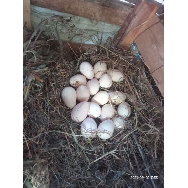 telur kalkun fertil