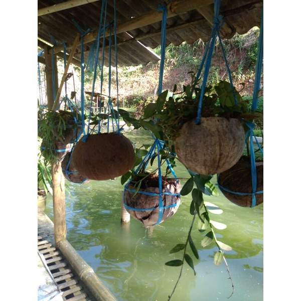 Serabut Kelapa Pot Serabut Kelapa