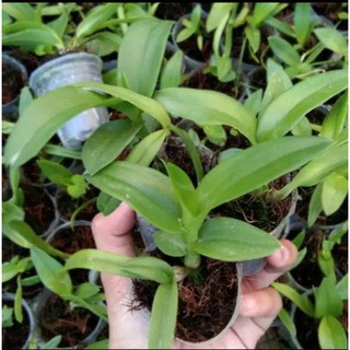 Jual Seedling Anggrek Dendrobium Scomborgia-tanaman hidup - tanama