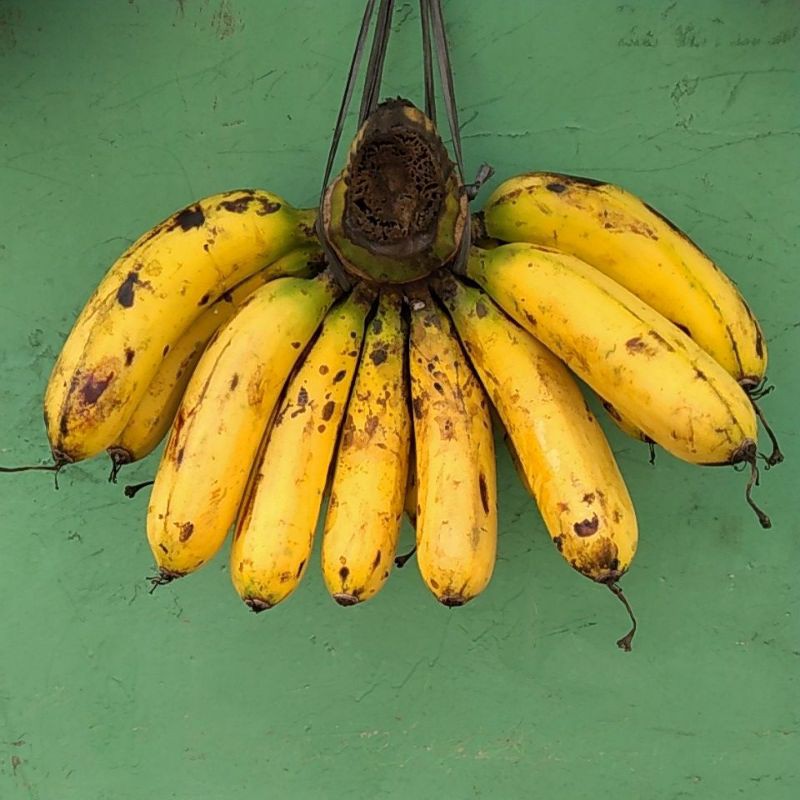 

PISANG BARANGAN MEDAN