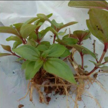 Bibit tanaman sengani aquascape