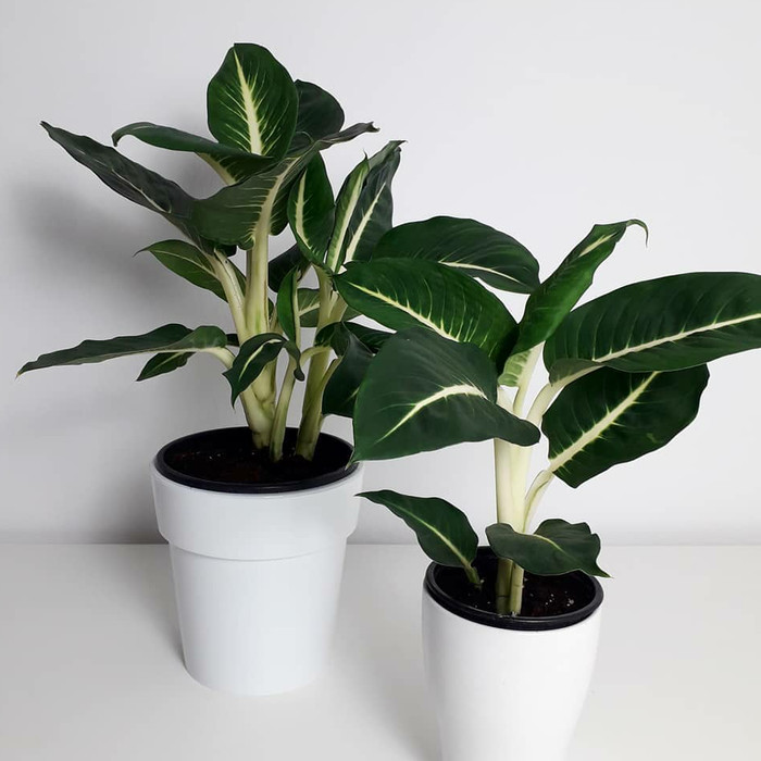 BLANCENG NEON | TANAMAN INDOOR BLANCENG NEON | DIFFEN BACHIA