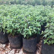 Bibit Kumis Kucing Daun Kumis Kucing Pohon Kumis Kucing