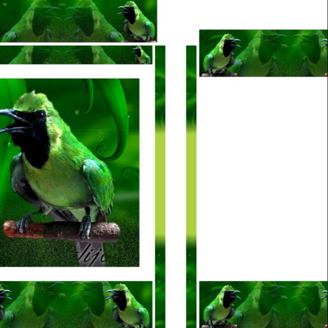 6400 Gambar Kartun Burung Cucak Ijo HD