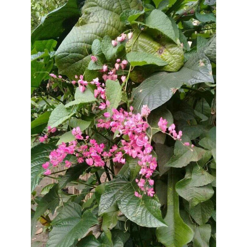 Bibit Bunga Air Mata Pengantin (AMP)