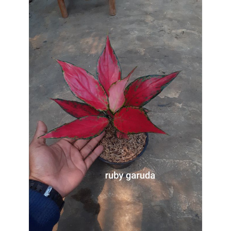 

ruby garuda daun 7 up