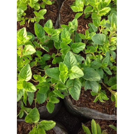 

☈ Tanaman oregano/bumbu masakan/rempah ➳