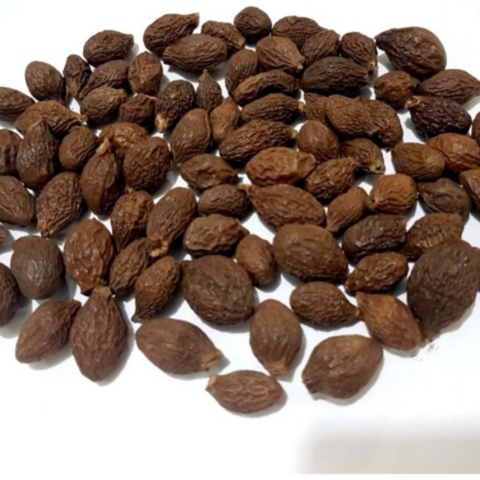 

( 500 GR ) BUAH TEMPAYANG / MALVA NUT / PANG DA HAI / SEMANGKUK (BERKUALITAS)