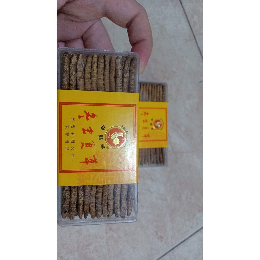 

jamur ulat / tangcao / chongzao / ophiocordyceps / cordyceps asli