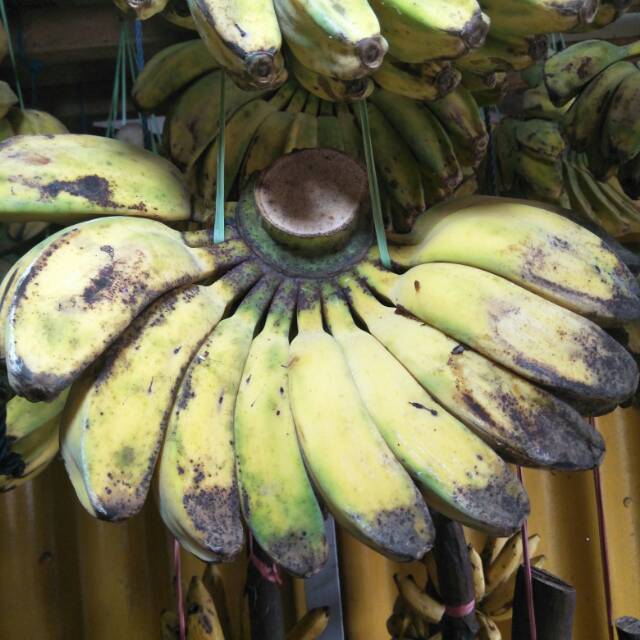 

Pisang Kepok Kuning Jumbo