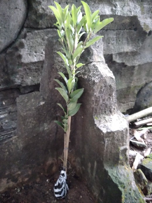 Bibit Sawo Jumbo  Berbunga