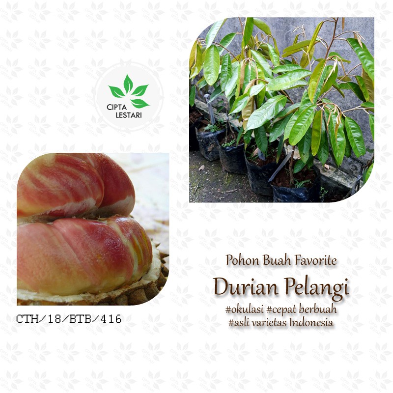 Bibit Pohon Durian Merah Pohon Duren Merah Buah Durian Duren Merah