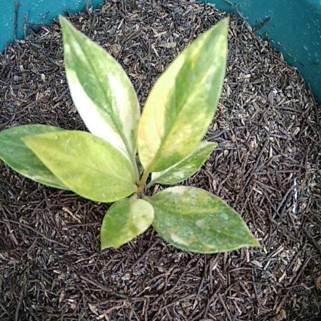 Jemani varigata cobra,Alexander,mangkok