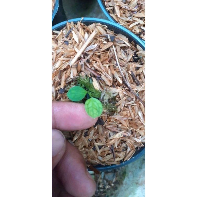 Ragam'S: Baby Anthurium lidah gajah anthurium warocqueanum warrocqueanum