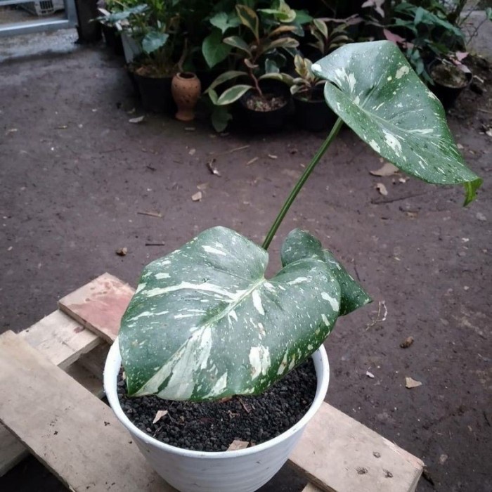 bonggol monstera thailand (monthai varigata)