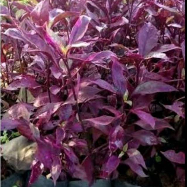 Tanaman hias Bayam Merah / Bibit tanaman hias bayam merah