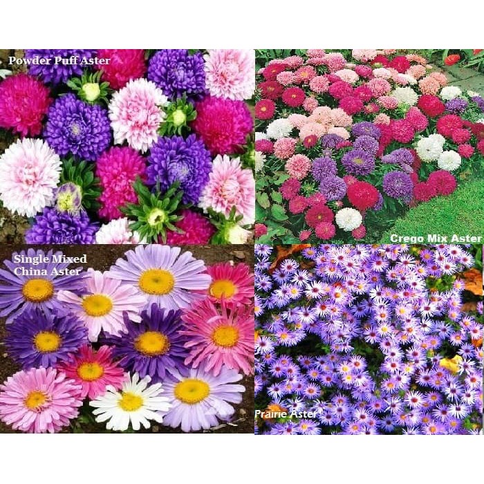 Paket Hemat Benih/Bibit/Seed Bunga Aster isi 4 Jenis Aster Cantik