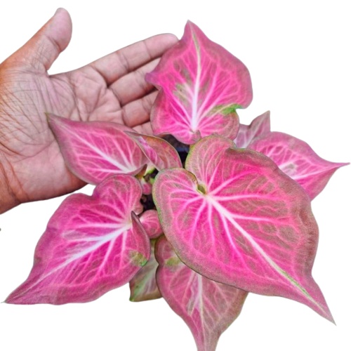 TANAMAN HIAS CALADIUM PINK RAMLA KELADI PINK RAMLA