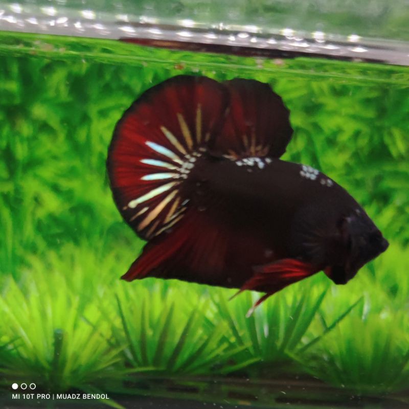 Cupang Avatar Gold Vampire ❤ PROMO ( buy one get one free) ❤