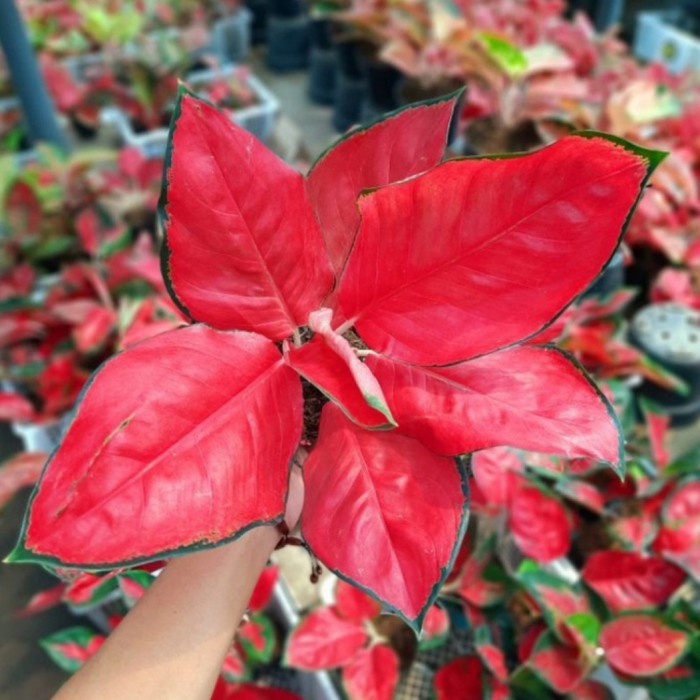 Aglonema Suksom Jaipong Stang Pendek