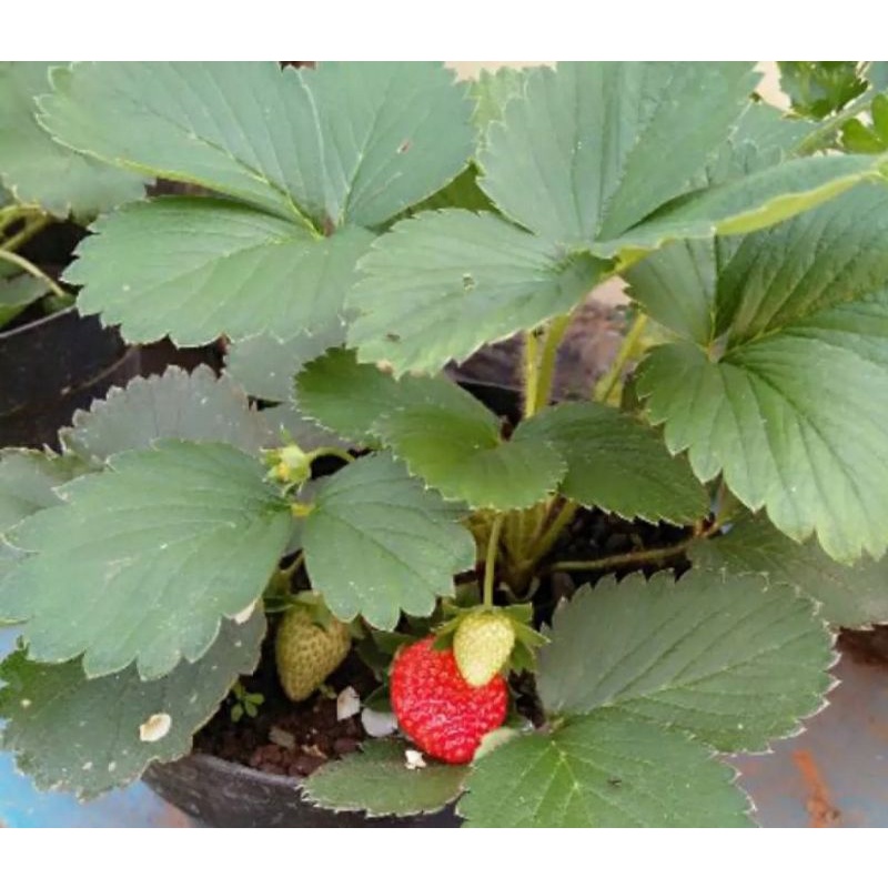 TANAMAN STRAWBERRY CALIFORNIA |COD| BUAH STRAWBERRY PROMO