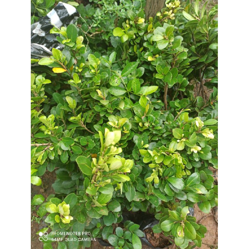 BIBIT FICUS COMPACTA/KOMPAKTA