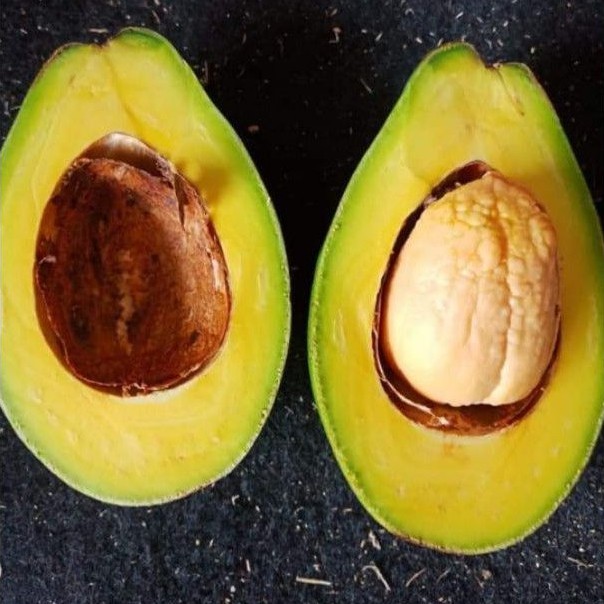 

ALPUKAT MENTEGA BUAH PREMIUM SUPERMARKET 1KG 3/4BUAH