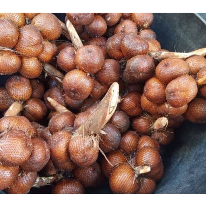 

Buah Salak Karangasem Bali rasa asem manis grade A berkualitas ( 1 kilo)