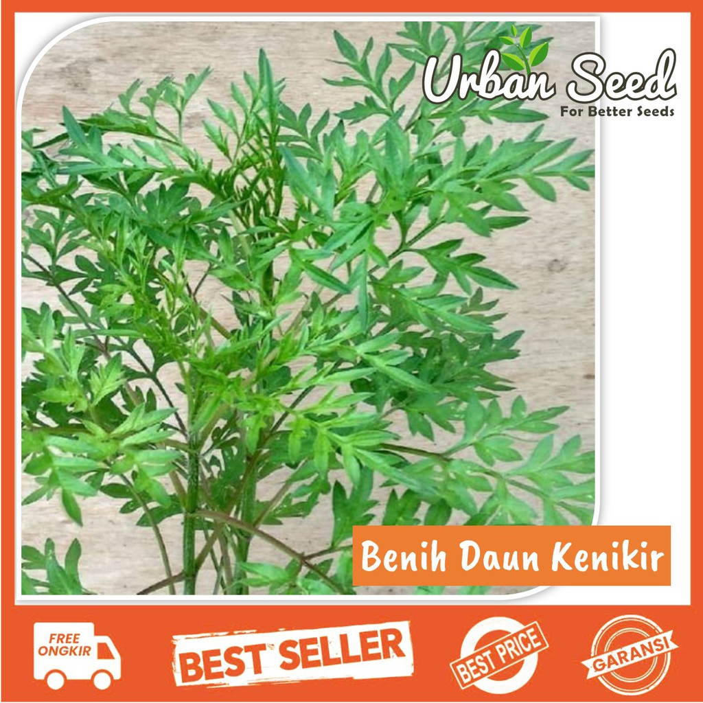 Jual Biji Benih Kenikir Sayuran Lalap Urap Urap Ulam Praja Herbal