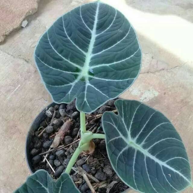 Bibit tanaman hias alocasia / pohon hias alocasia black velvet