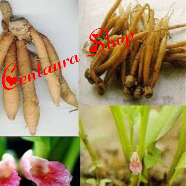 

Temu Kunci Segar Kwalitas Unggul 100gr