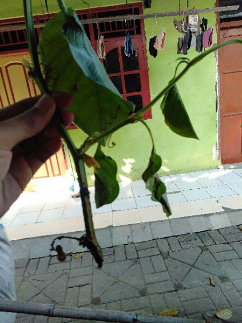 Bibit Markisa Manis
