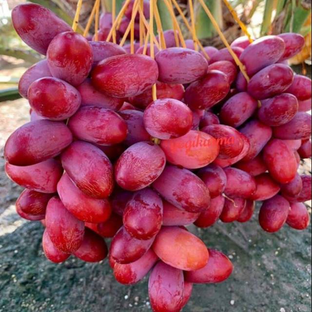 Bibit Kurma Tropis Murah/Bibit kurma/ Tanaman Buah kurma