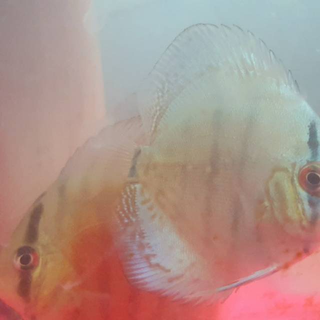 Discus 3inch - 5inch